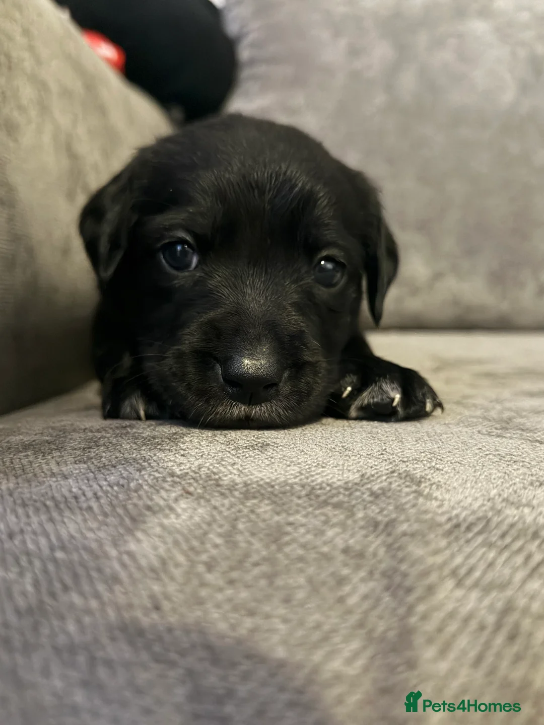 Borador dogs for sale: Borador Puppies - Advert 7