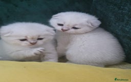 Scottish Fold cats for sale: Scottish Fold Kittens - Image 4