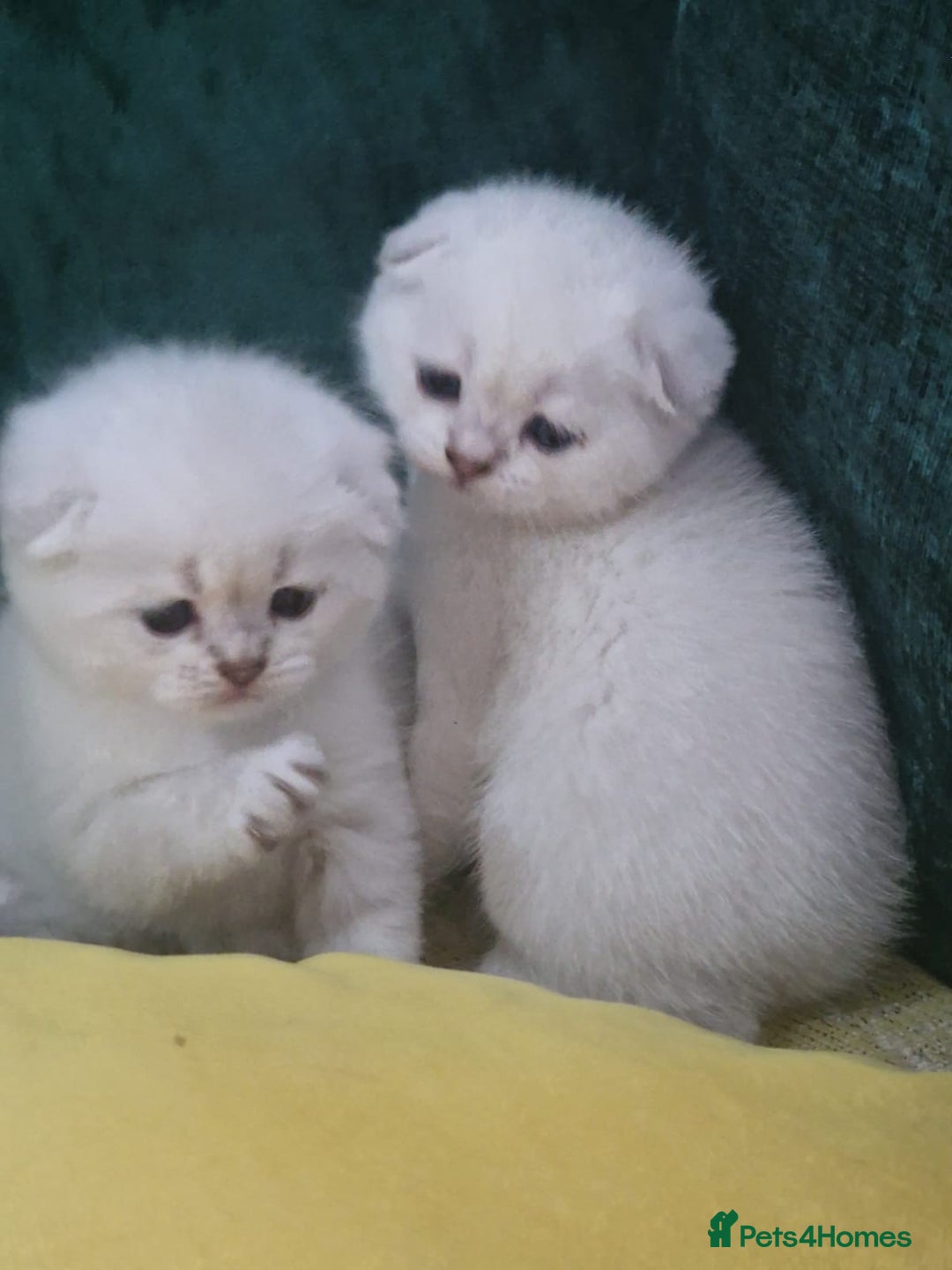 Scottish Fold cats for sale: Scottish Fold Kittens - Image 4