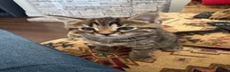 Domestic Shorthair cats for sale: 1 month old short hair kittens  in London - Advert 14