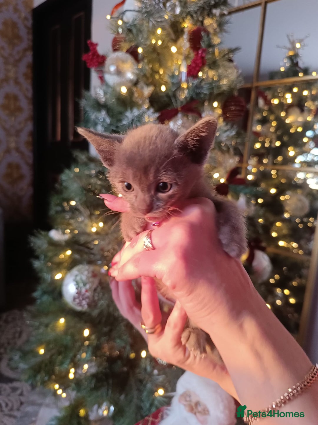 Burmese cats for sale: Lovely Burmese kitten's - Advert 9