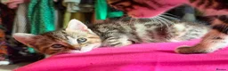 Mixed Breed cats for adoption: Tibby and Libby - Taverham Norfolk  - Advert 9