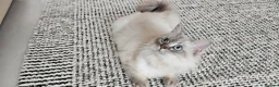 British Longhair cats for sale: British long hair  in Ilford - Advert 2