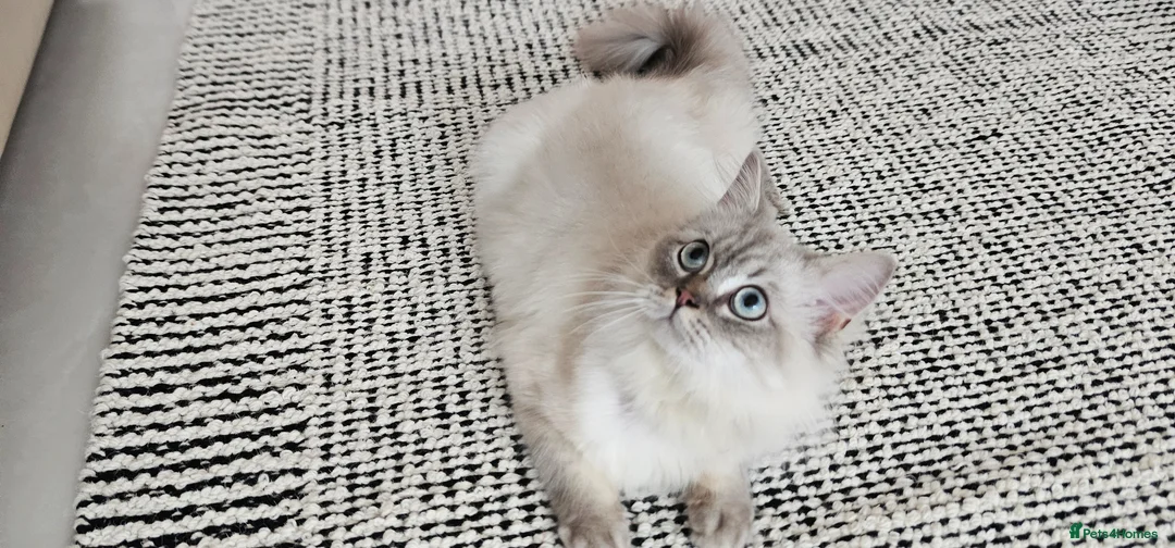 British Longhair cats for sale: British long hair  in Ilford - Advert 2