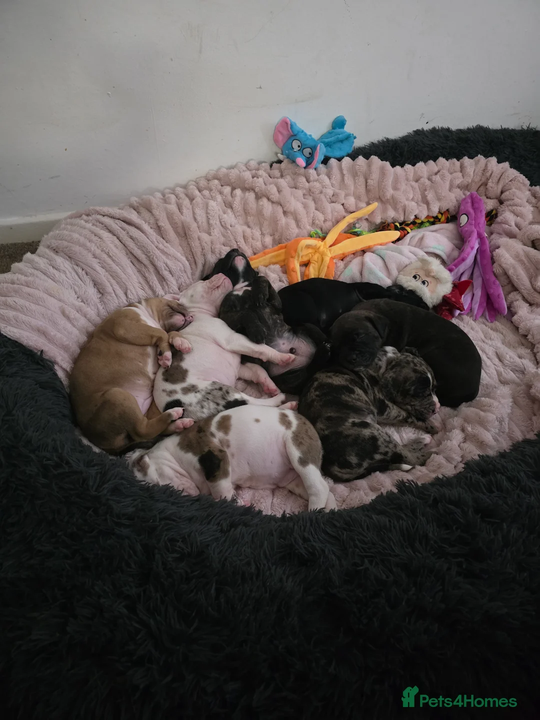 Mixed Breed dogs for sale: Female Staffy X Alapaha Blue Blood Bulldog Pups - Advert 22