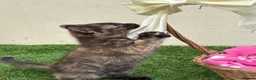 Mixed Breed cats for sale: 2 beautiful kittens looking for their forever home - Advert 18