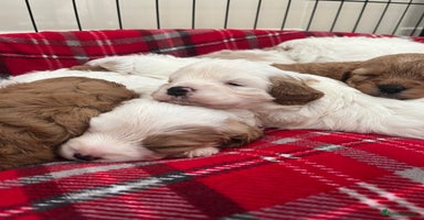 Cavapoo dogs - Advert 15