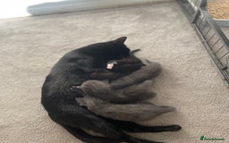 British Shorthair cats for sale: Grey kittens  - Image 10
