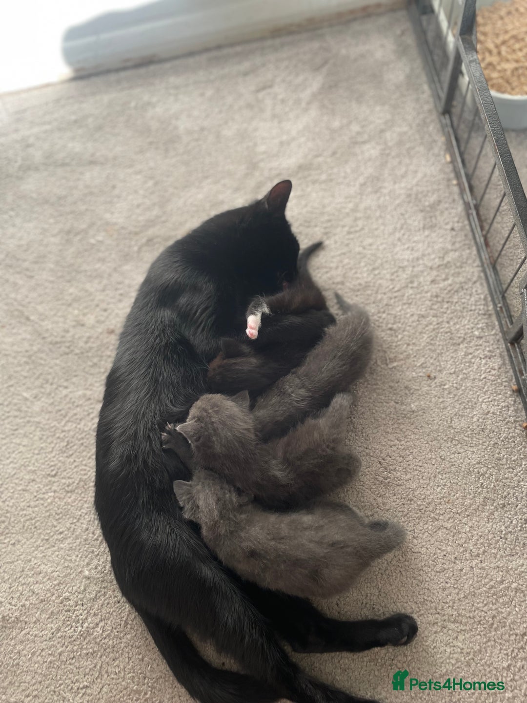 British Shorthair cats for sale: Grey kittens  - Image 10