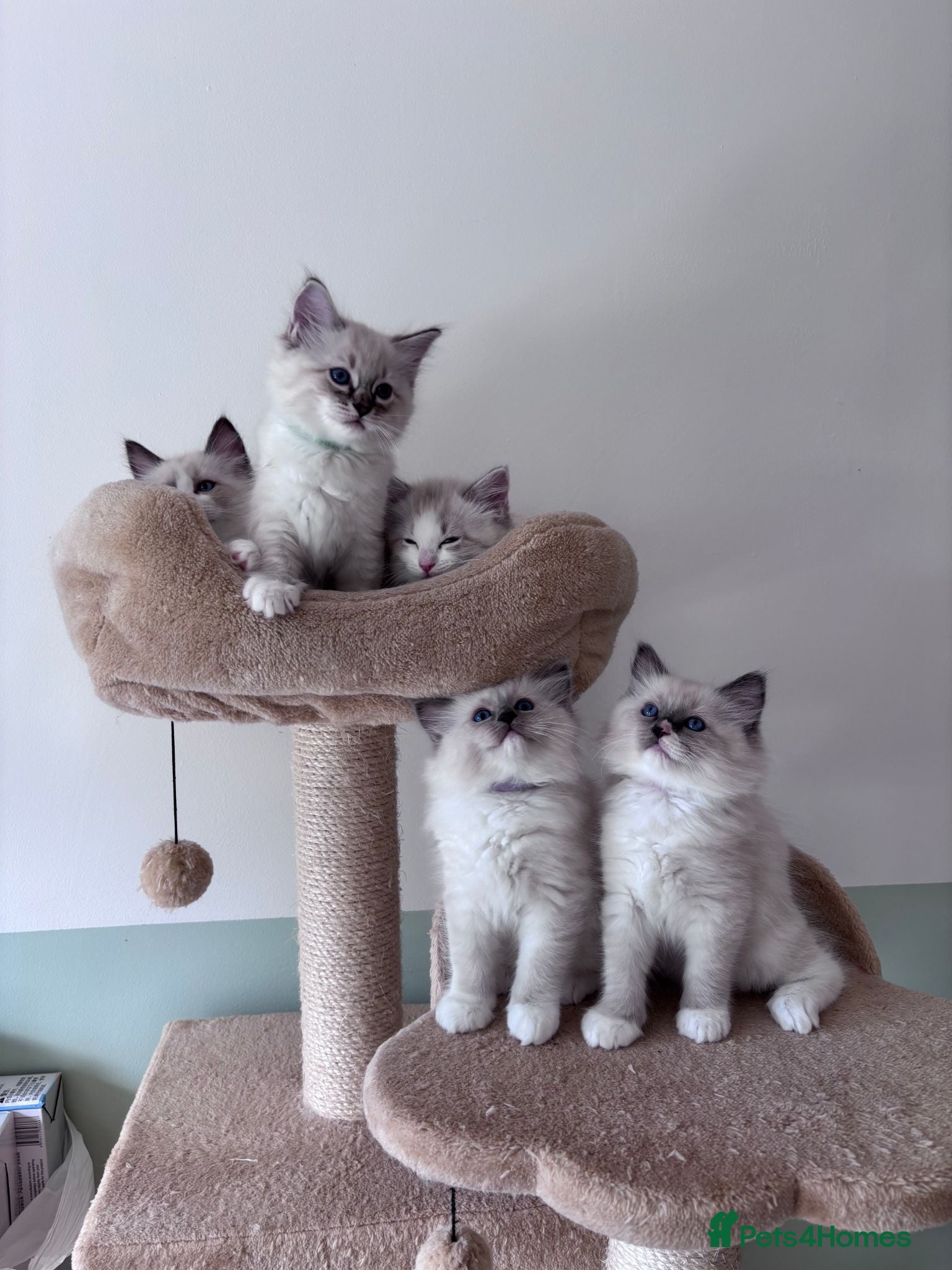 Ragdoll cats Five Little Kittens are Waiting for YOU - Advert 1