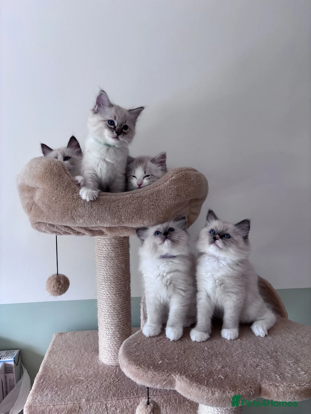 Ragdoll cats for sale: Five Little Kittens are Waiting for YOU - Advert 1
