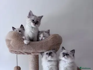 Ragdoll cats Five Little Kittens are Waiting for YOU - Advert 5