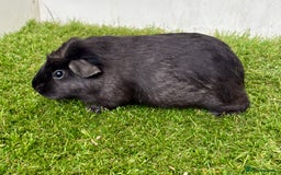 Guinea Pig rodents for sale: Super calm and friendly female guinea pigs  - Image 16