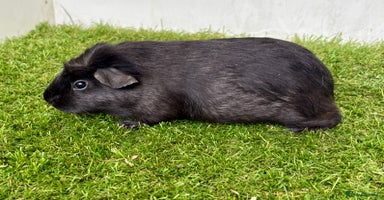 Guinea Pig rodents - Advert 13
