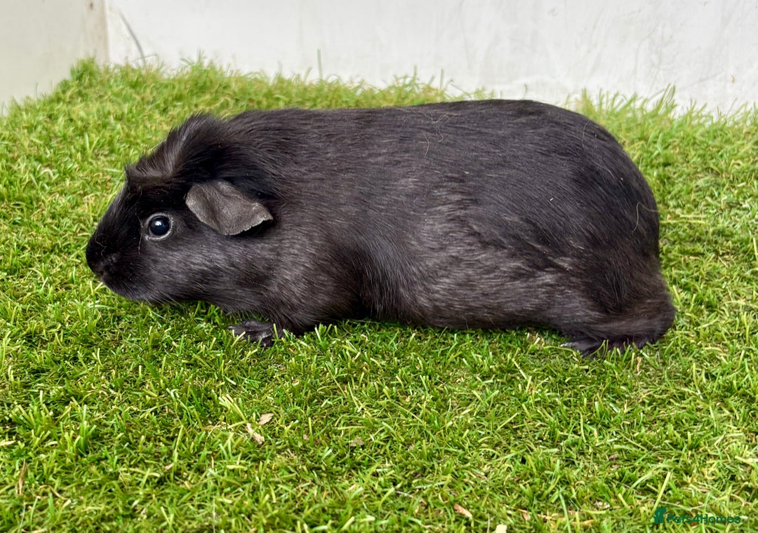 Guinea Pig rodents for sale: Super calm and friendly female guinea pigs  - Image 16