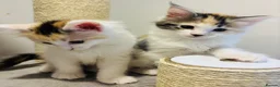 Maine Coon cats for sale: READY TO GO! Maine coon kittens  - Advert 7