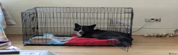 Mixed Breed dogs for adoption: Meet Betty,currently residing in Christchurch  in Christchurch - Advert 2