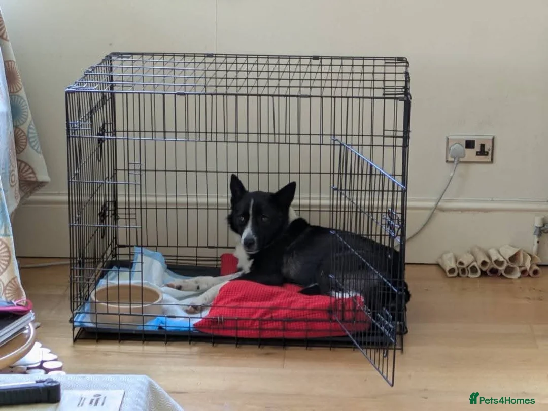 Mixed Breed dogs for adoption: Meet Betty,currently residing in Christchurch  in Christchurch - Advert 2