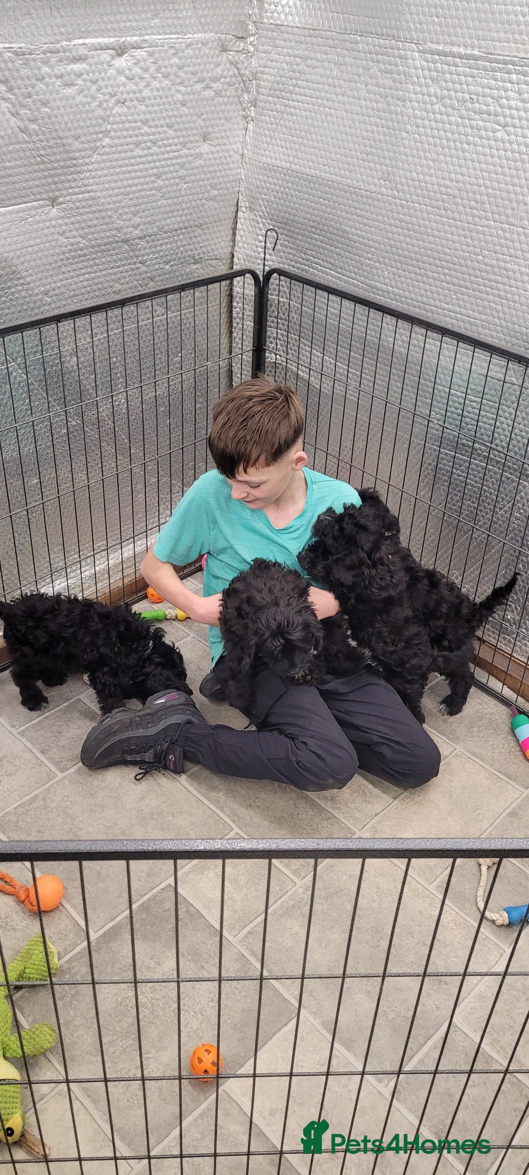 Cockapoo dogs for sale: 3 Stunning Black Girls F1 Show type cockapoos - Advert 19