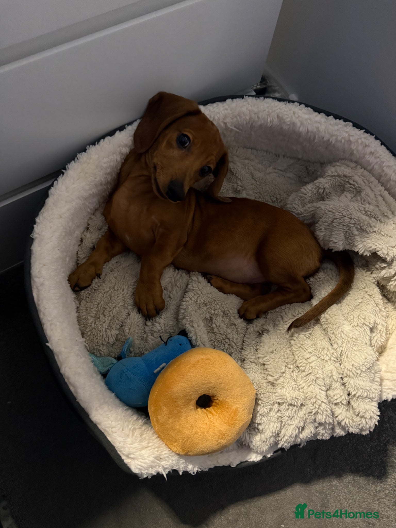 Miniature Dachshund dogs Miniature Dachshund  - Advert 2