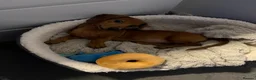Miniature Dachshund dogs for sale: Miniature Dachshund  - Advert 1