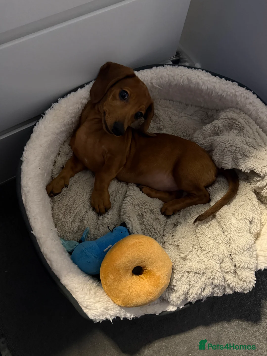 Miniature Dachshund dogs for sale: Miniature Dachshund  - Advert 1