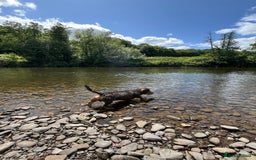 Miniature Dachshund dogs for stud: Looking for wife! Mini Wirehaired Dachshund - Image 26