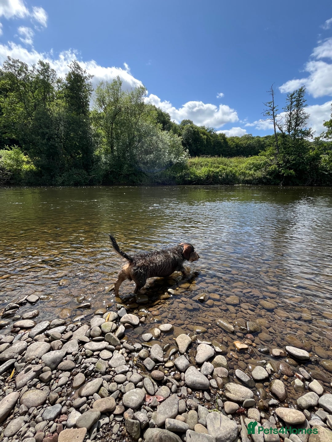 Miniature Dachshund dogs for stud: Looking for wife! Mini Wirehaired Dachshund - Image 26