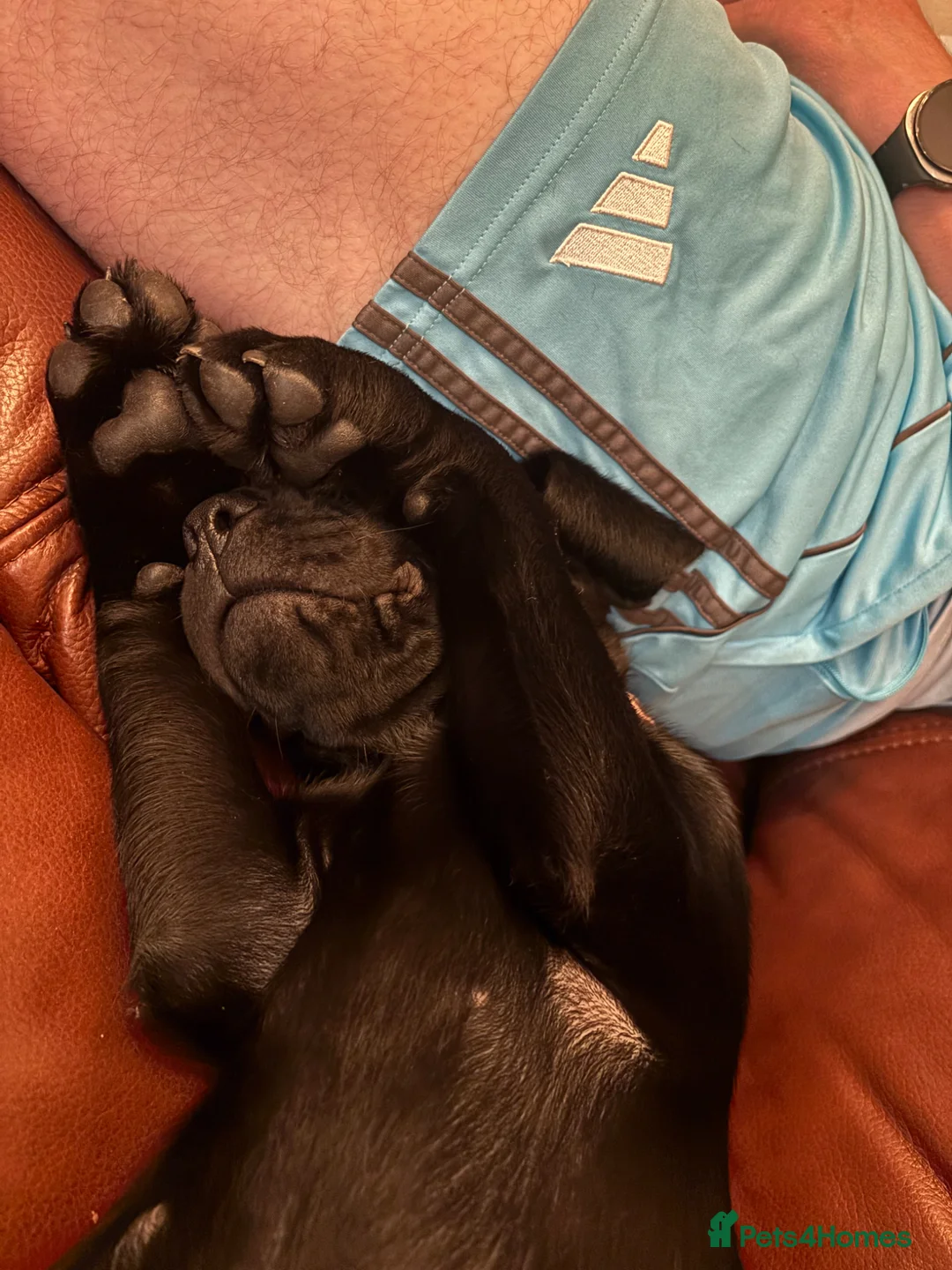 Labrador Retriever dogs for sale: 12 week old kc registered Labrador black  in Yarm - Advert 5
