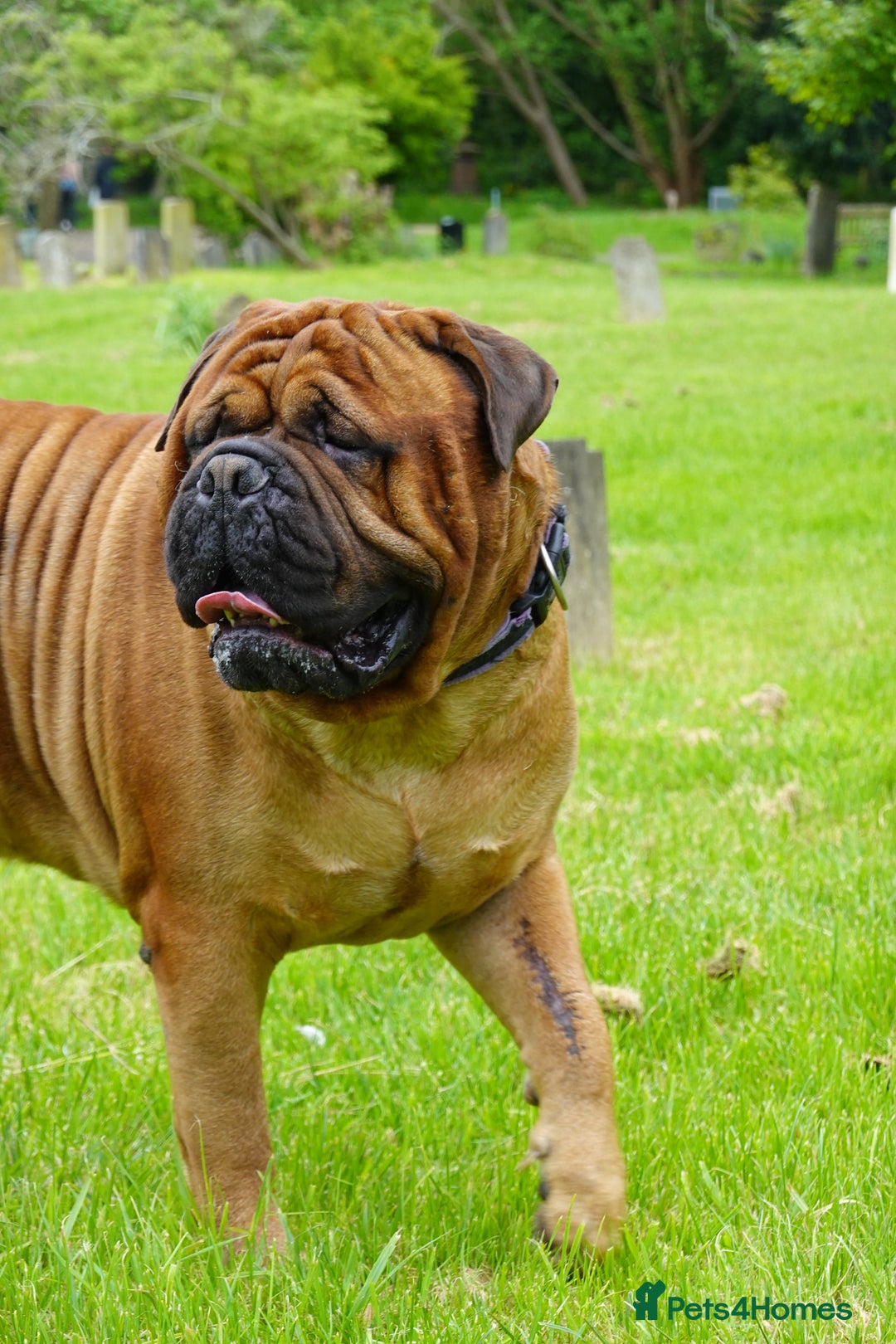 Bullmastiff dogs for stud: Gentle Giant Bullmastiff Stud US Ukraine Bloodline - Advert 7
