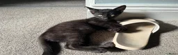 Mixed Breed cats for sale: Beautiful siamese mixed breed black kitten  in Stevenage - Advert 7