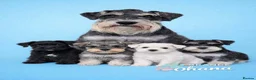 Miniature Schnauzer dogs for sale: Black Mini Schnauzer Litter  - Advert 16