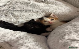 Mixed Breed cats for sale: Beautiful Kittens READY NOW - Image 1