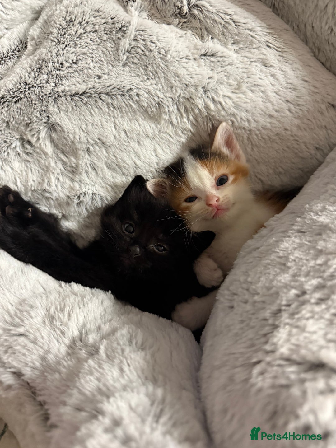 Mixed Breed cats for sale: Beautiful Kittens READY NOW - Image 1