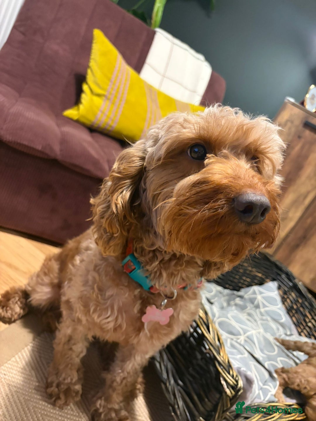 Cockapoo dogs for sale: 💥 Beautiful health checked F1B cockapoos 💥  - Advert 12