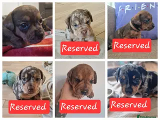 Mixed Breed dogs Only 1 Girl left! French Bulldog x Mini Dachshund - Advert 16