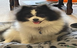 Pomeranian dogs for stud: Pomeranian from champion bloodlines for stud: £250 - Image 5