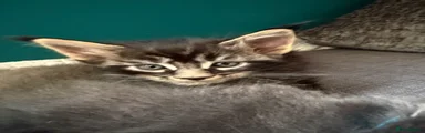 Maine Coon 1 “Echo”
