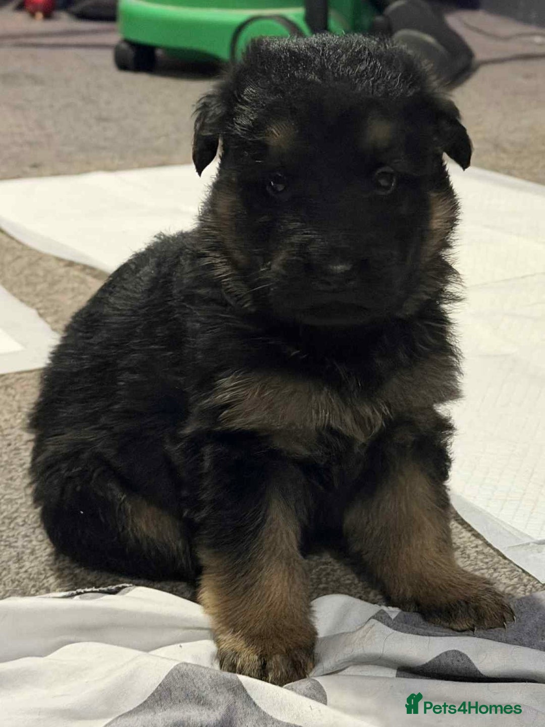 German Shepherd dogs for sale: German shepherd puppies  - Advert 8