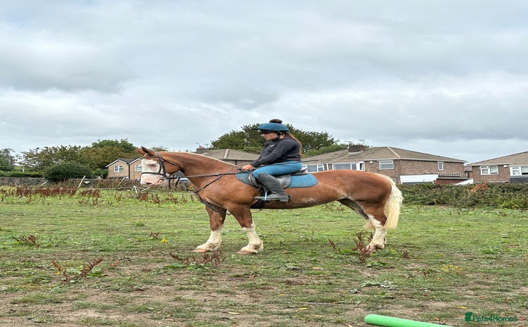 Welsh Section D horses - Advert 1