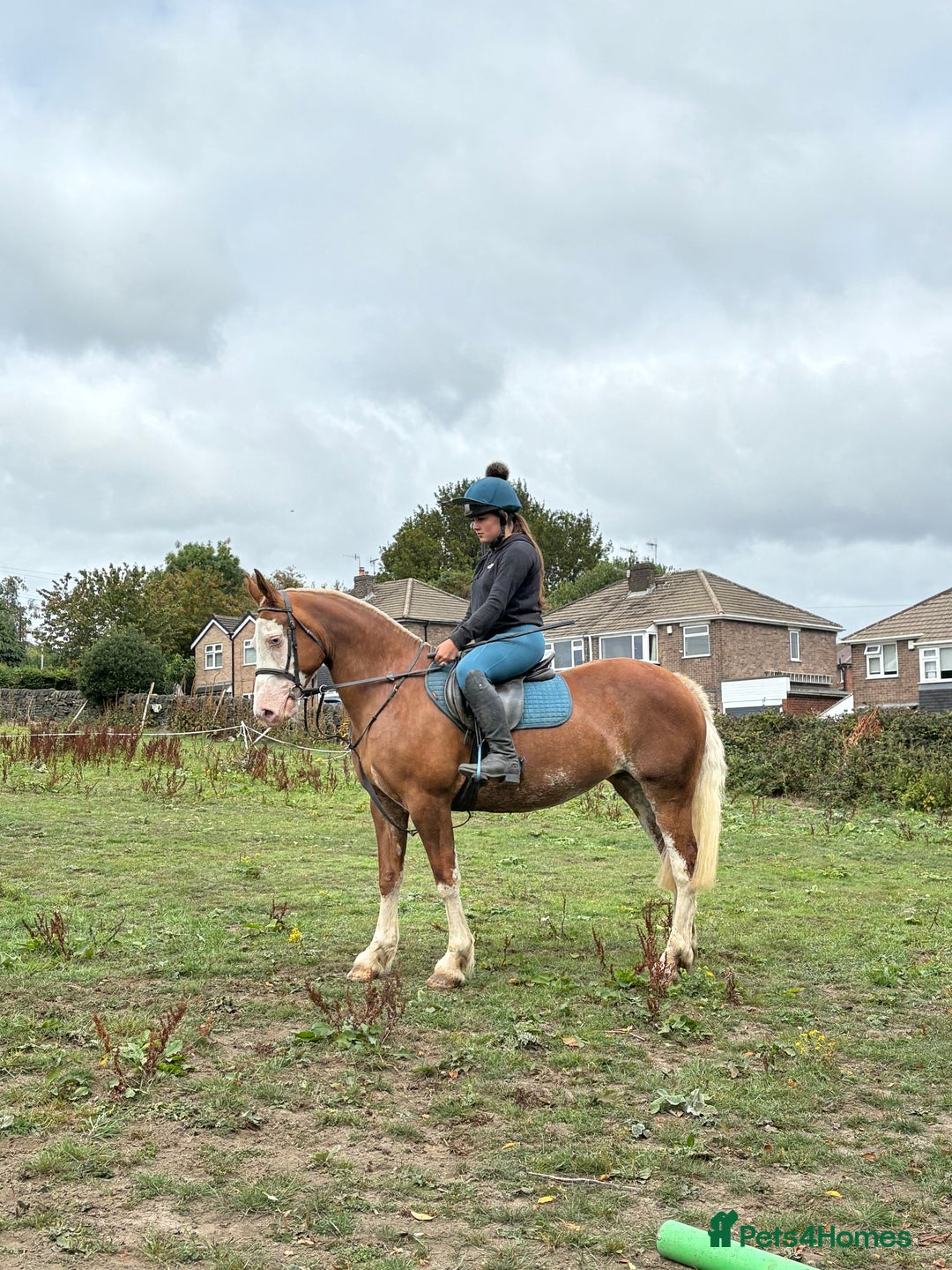 Welsh Section D horses for sale: ❤️ beautiful welsh section D mare ❤️ - Image 1