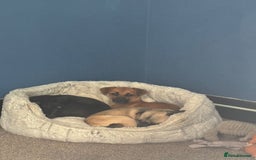 Mixed Breed dogs for adoption: Meet Mika, currently residing in Barnsley - Image 2