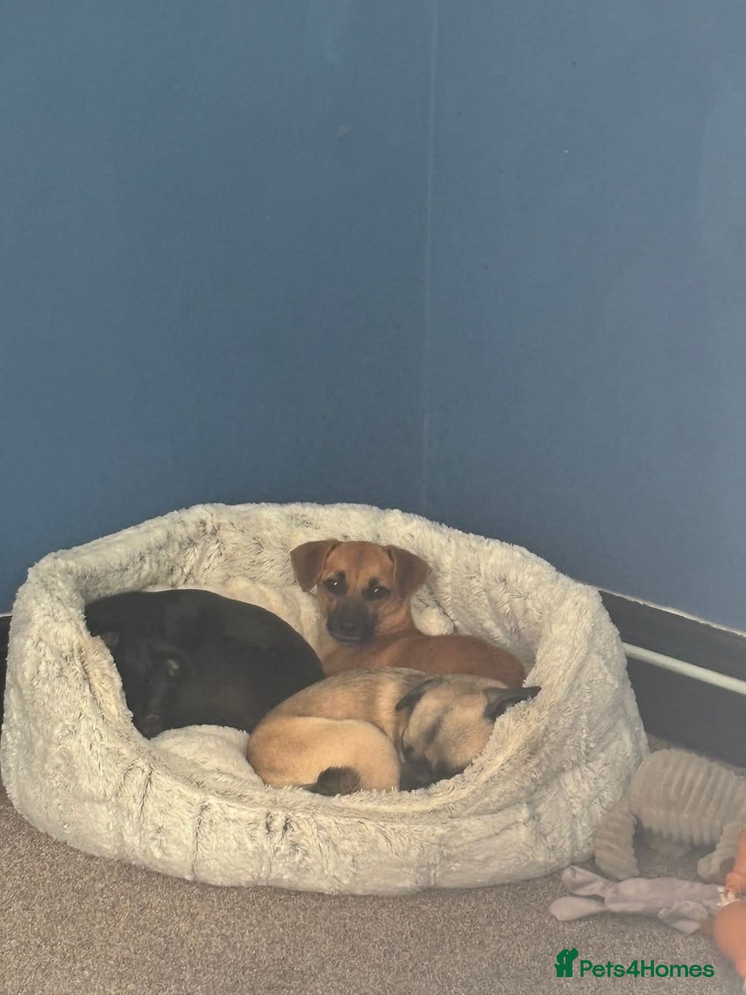 Mixed Breed dogs for adoption: Meet Mika, currently residing in Barnsley - Image 2