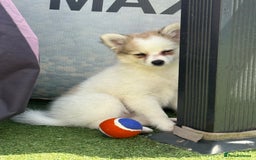 Pomchi dogs for sale: Pomchis for sale  - Image 6