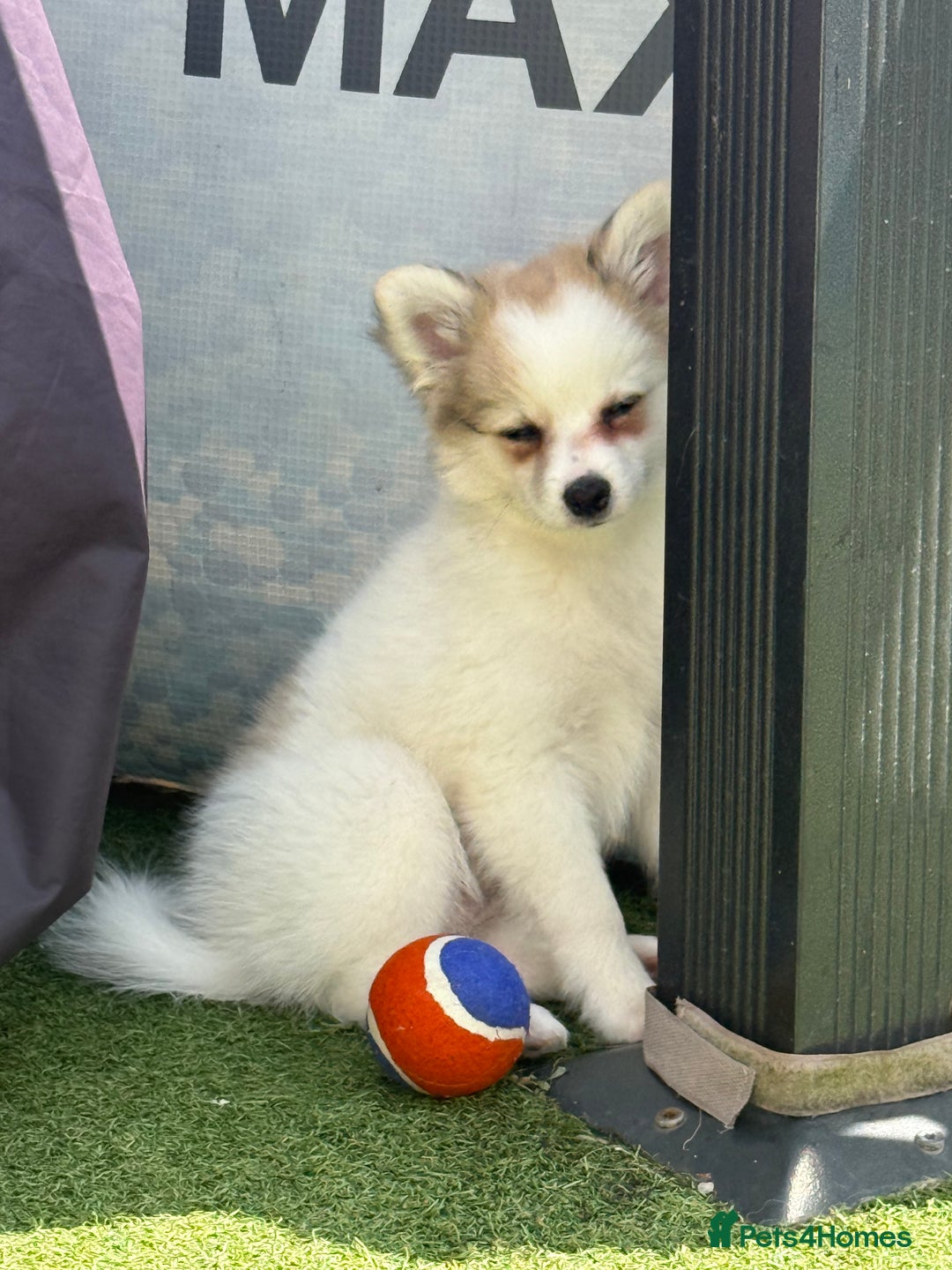 Pomchi dogs for sale: Pomchis for sale  - Image 6