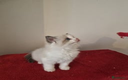 Ragdoll cats for sale: Ragdoll kittens  - Image 11