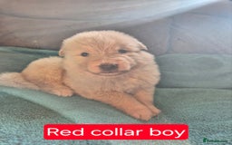 German Shepherd dogs for sale: KC German Shepherd Puppies Blue, White & Black/Tan - Image 29