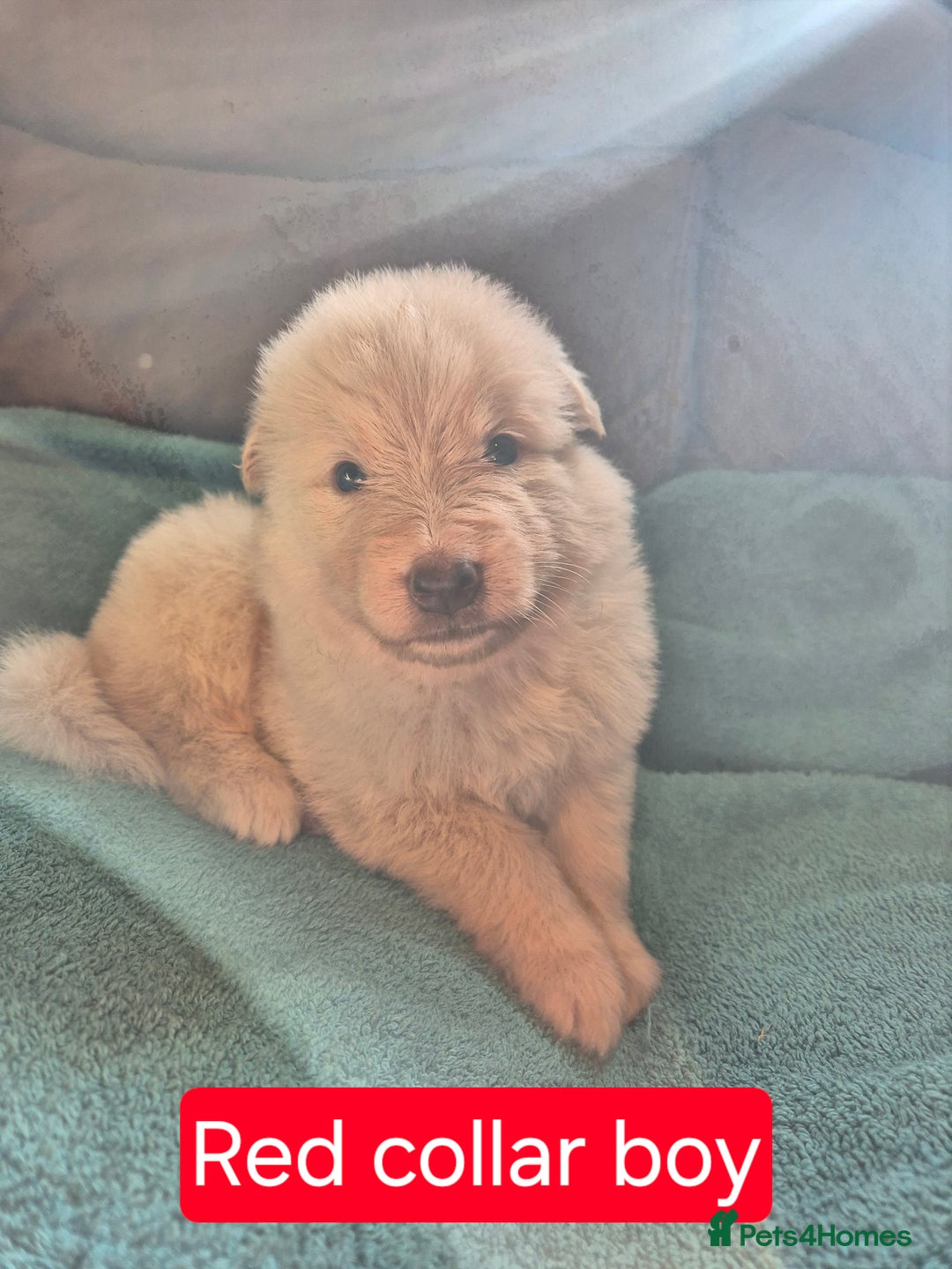 German Shepherd dogs for sale: KC German Shepherd Puppies Blue, White & Black/Tan - Image 29