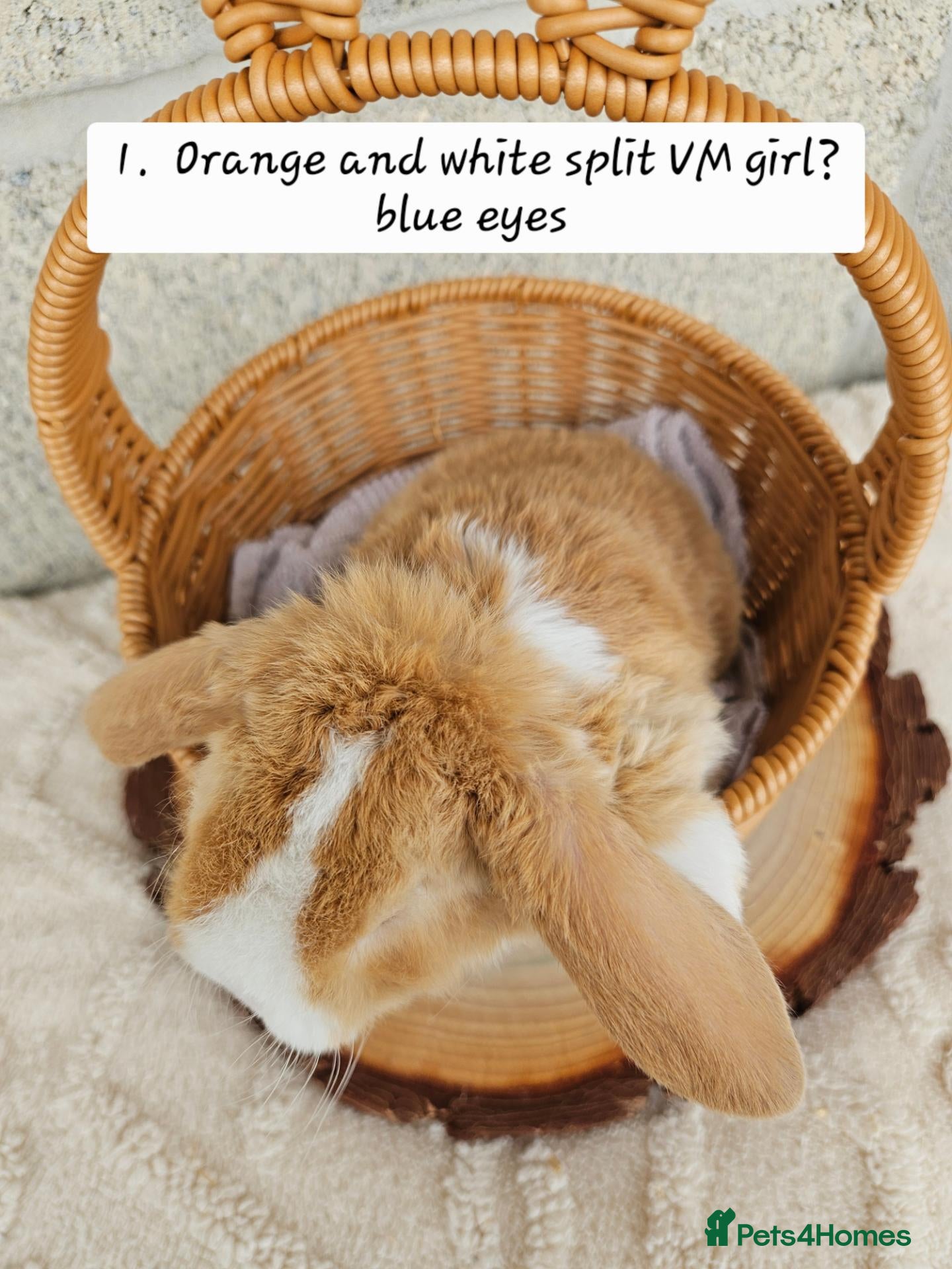 Mini Lop rabbits 🩷Ad 1 Purebred mini plush lops🩵🧸 - Advert 2