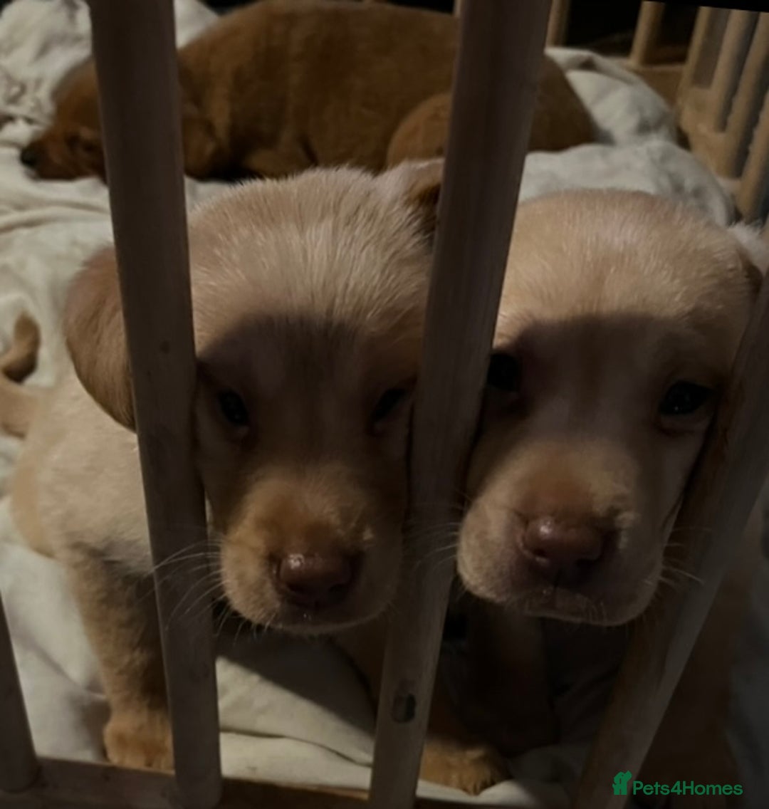 Labrador Retriever dogs for sale: Labrador Puppies - Advert 4